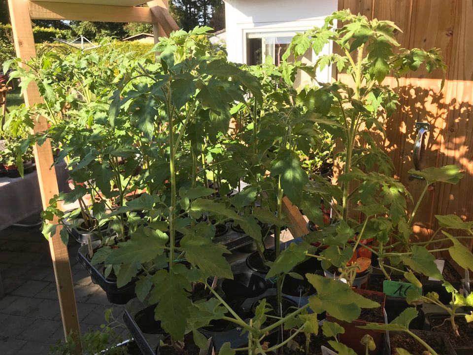 Große-Tomaten - Gemüse- Garten- Pflanzen- Beet-Essen in Morbach