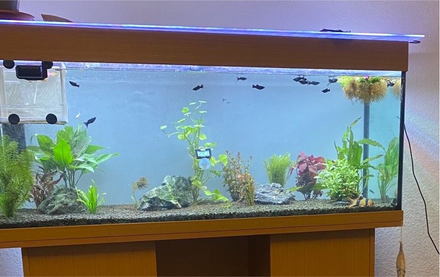 240 Liter Aquarium zu verkaufen in Soltau