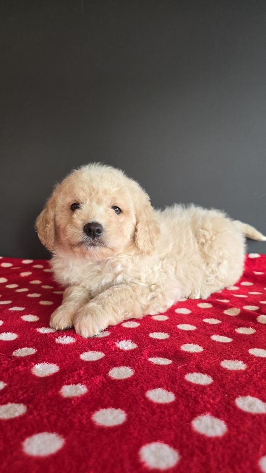 Goldendoodle Medium (Golden Retriever X Pudel) Doodle in Westfehmarn