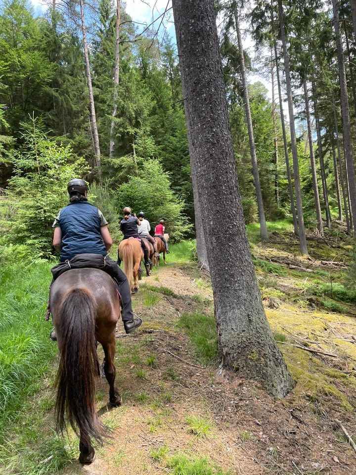 2-3tägige Wander- und Sternritte auf Islandpferden in Münchhausen