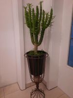 Kaktus  pflegeleicht Bayern - Kolbermoor Vorschau