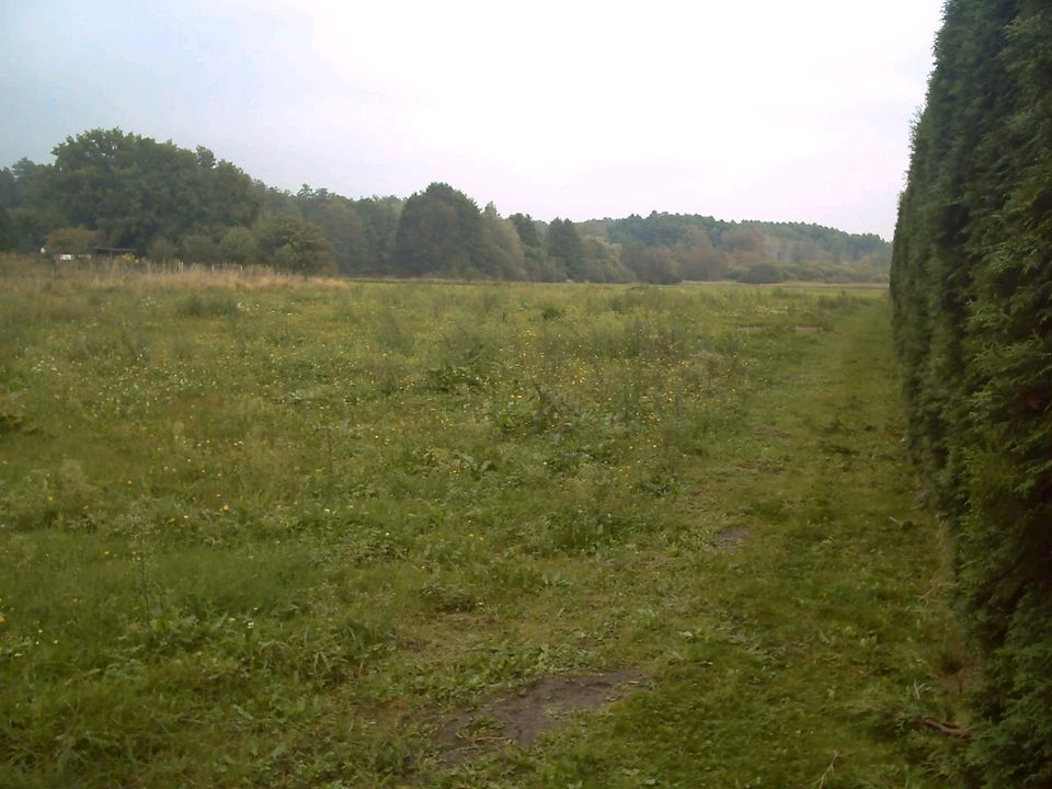 Weidefläche für Schafe in Zeesen