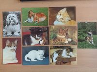 9 Ansichtskarten Hunde + Katzen unbeschrieben Brandenburg - Elsterwerda Vorschau