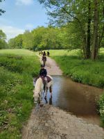 Reitunterricht, Reiterferien, Horsemanship, Bodenarbeit Sachsen-Anhalt - Droyßig Vorschau