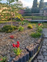 Hackschnitzel/ Holzschredder für ihren Garten! Niedersachsen - Löningen Vorschau