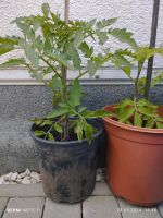Große kräftige Tomatenpflanzen mit Blütenansatz 45 cm groß Thüringen - Heilbad Heiligenstadt Vorschau