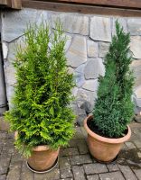 Zwei Thuja 13 und 16 Euro  ohne Topf Rheinland-Pfalz - Höhn Vorschau