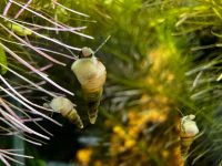 Turmdeckelschnecken (TDS) | 10 Stk. = 1 Euro | 10 ct pro Schnecke Niedersachsen - Osnabrück Vorschau