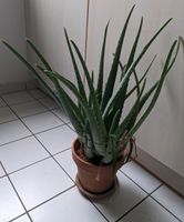 Aloe Vera Pflanzen inklusive Topf, Blätter 50cm lang Wandsbek - Hamburg Eilbek Vorschau