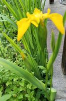 Schwertlilie gelb - Iris pseudacorus Bayern - Bad Abbach Vorschau