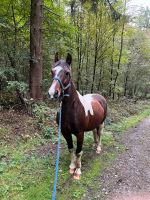 Biete Reitbeteiligung Pferd sucht Reiter Baden-Württemberg - Wannweil Vorschau