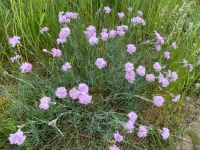 Kissen Duftnelken Gartenfedernelken duftend Bayern - Heideck Vorschau