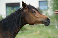 Araber stute Brandenburg - Frankfurt (Oder) Vorschau