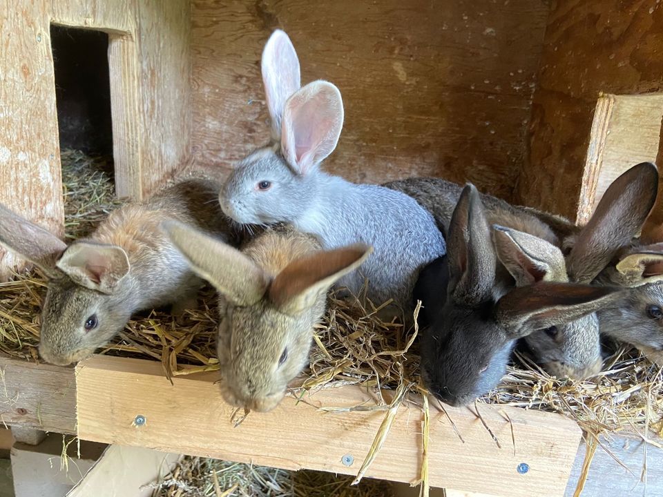 Junge Kaninchen in Ringstedt