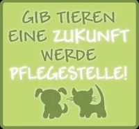 ♥️Pflegestellen dringend gesucht♥️ Nordrhein-Westfalen - Titz Vorschau