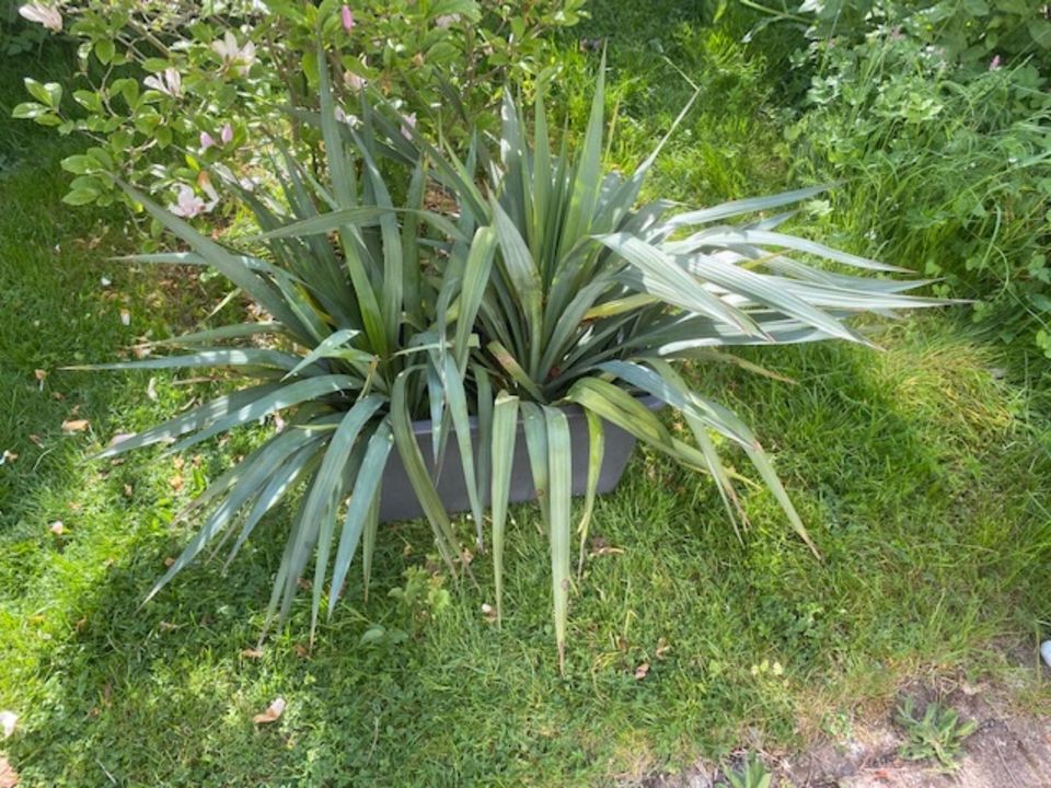 Yucca Ableger abzugeben für draussen in Garten in Kassel