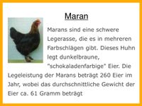 Maran Grünleger Araucaner Huhn Hühner Legehennen Thüringen - Leinefelde-Worbis Vorschau