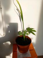 Arisaema flavum - gelbe Kobralilie Rheinland-Pfalz - Bad Ems Vorschau
