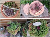 Hauswurz  / Sempervivum  in verschiedenen Terrakotta Töpfen Hessen - Großenlüder Vorschau