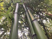 Bambuspflanzen 50 verschiedene Sorten Nordrhein-Westfalen - Heek Vorschau