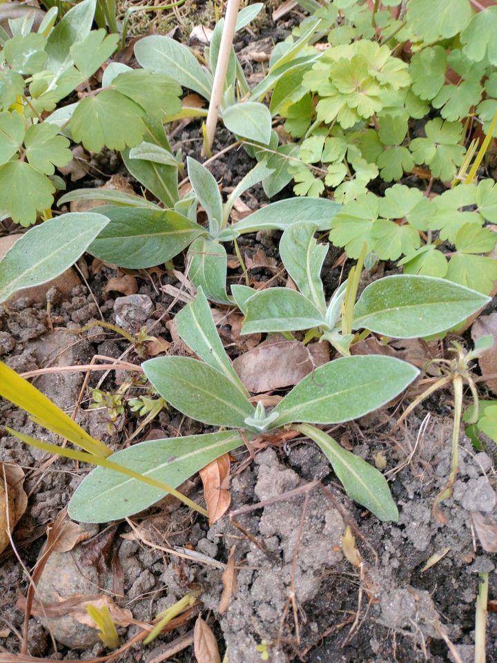 Ableger blaue Kornblume Winterharte Pflanze für Garten in Heide