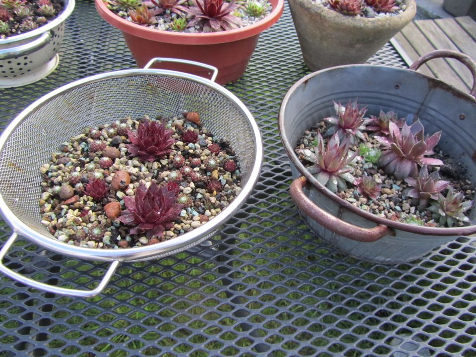 Sedum verschiedene Sorten gepflanzt in netten Gefäßen in Algermissen
