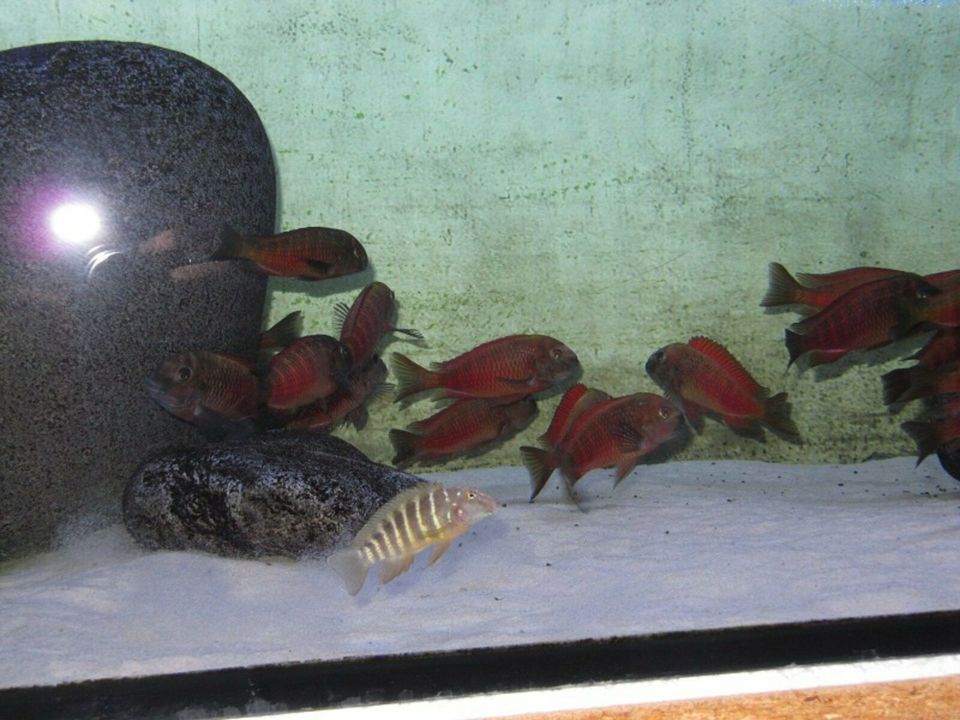 Tropheus moorii "Moliro red" in Alsheim