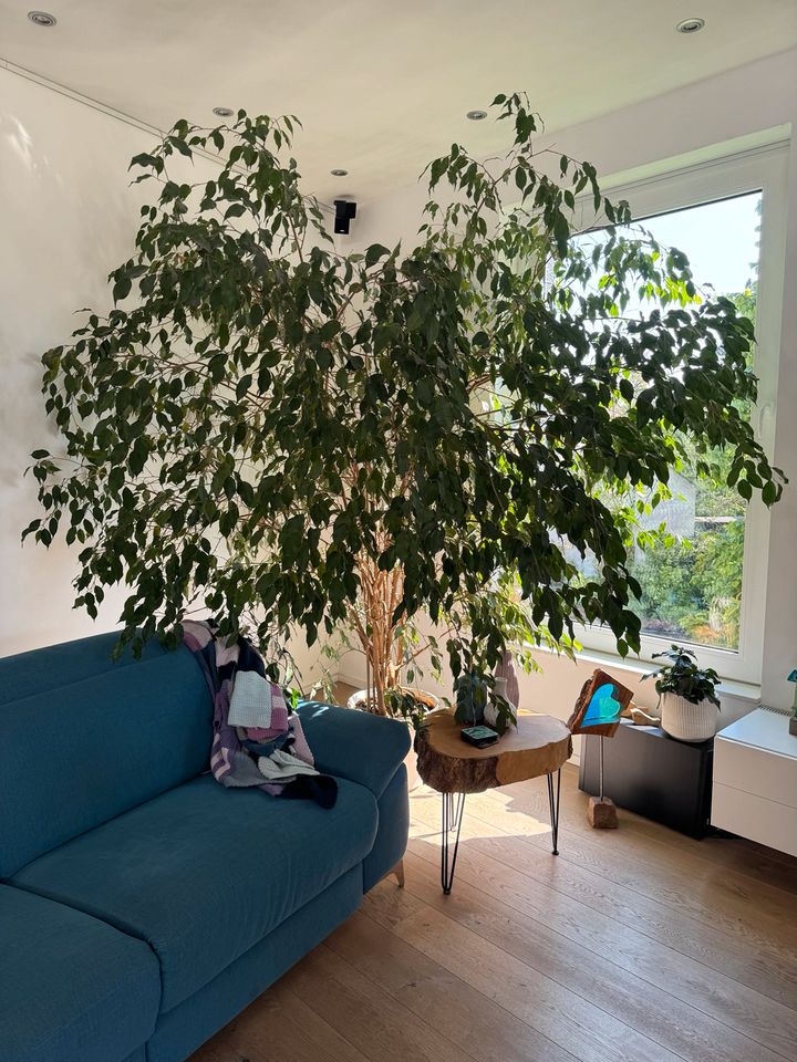 Ficus 2,5 x 2,5 m in Dortmund