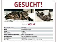 Katze - Farbe: Smoke, zierlich - vermisst Nordrhein-Westfalen - Herford Vorschau