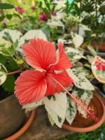 Bunter Hibiskus  , buntblättrig, rote Blüte, gr. Pflanze Sachsen-Anhalt - Muldestausee Vorschau