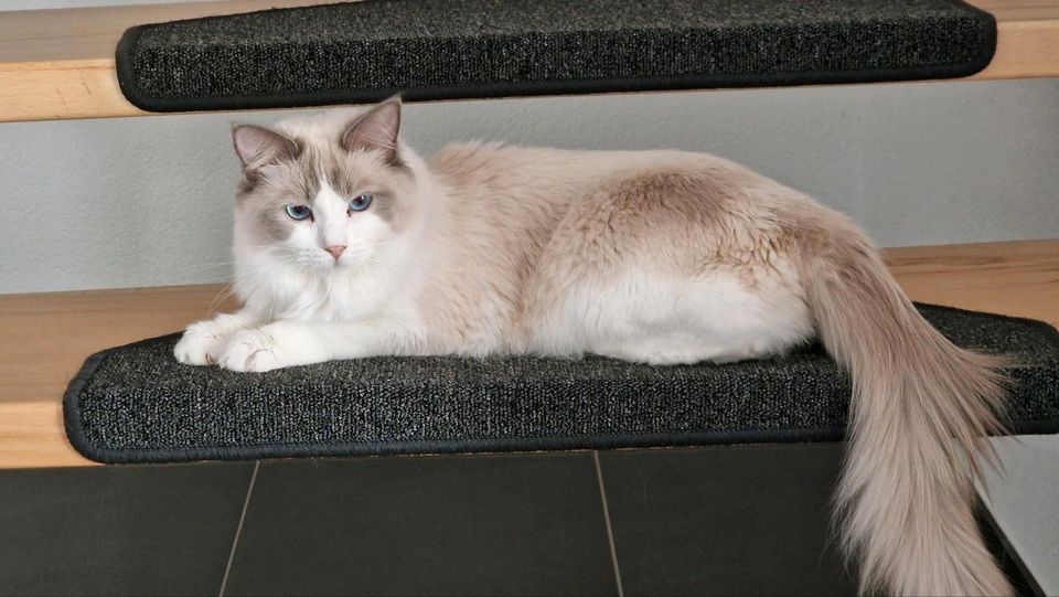 Reinrassige Ragdoll Katzen mit Stammbaum abzugeben in Salzgitter