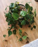 Philodendron scandens  - Ableger/Steckling Hamburg-Nord - Hamburg Barmbek Vorschau