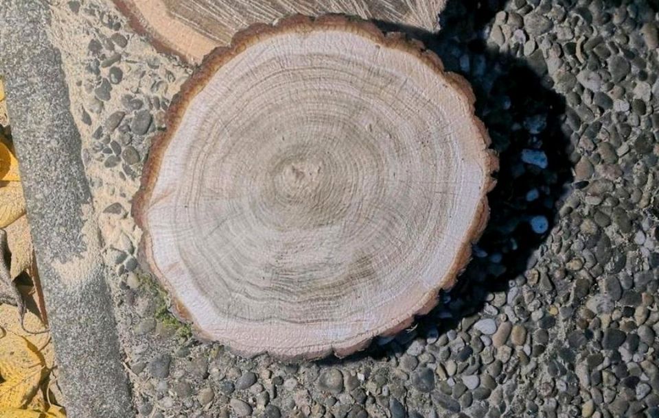 Deko Holzscheiben / Bastelscheiben / Hochzeitsdeko/ Eichenscheibe in Pulsnitz