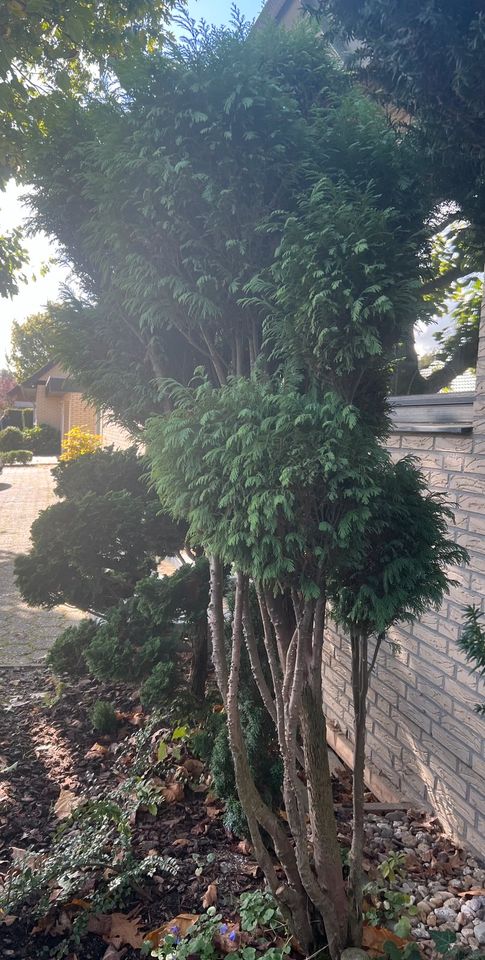 Bonsai Eibe Taxus baccata Bäumchen Baum Formschnitt immergrün in Wegberg