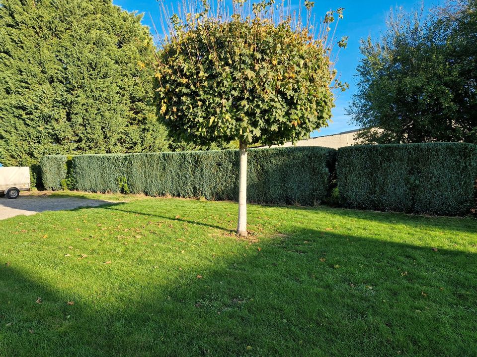 Gartenpflege, Baum-Strauch und Heckenschnitt, Termine frei noch! in Elsdorf