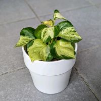 Epipremnum Manjula Happy Leaf Baden-Württemberg - Karlsruhe Vorschau