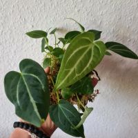 Anthurium magnificum x forgetii white stripes Seedlings Köln - Mülheim Vorschau