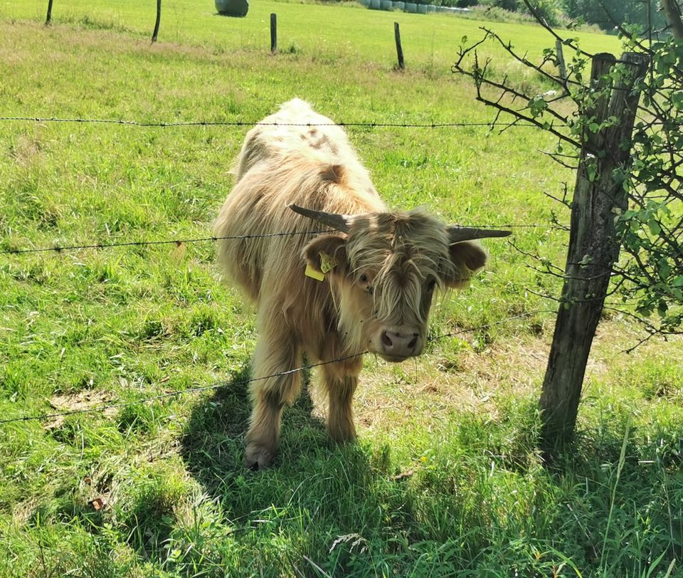 Schottisches Hochlandrind Highland Cattle Bulle Absetzer in Kirchhundem