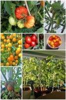 Bio Tomatenpflanzen, Tomaten, Gemüse, Setzlinge, Balkon, Hochbeet München - Ramersdorf-Perlach Vorschau