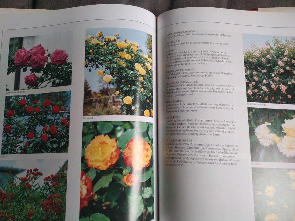 Das grosse Buch der 1000 Rosen in Homburg