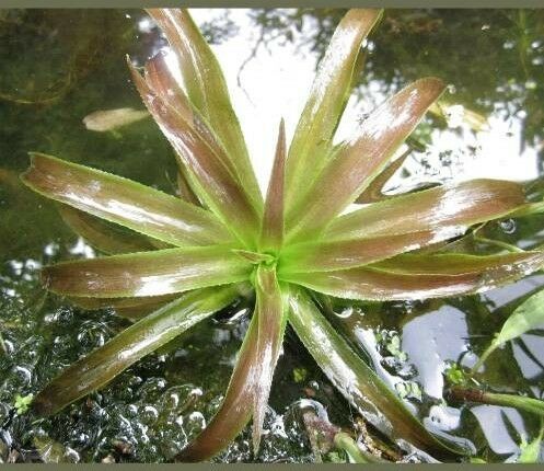 10 Stück Stratiotes aloides aus Naturteich Teichpflanze in Ubstadt-Weiher