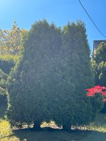 Thuja Smaragd lebensbaum groß hoch Rheinland-Pfalz - Morbach Vorschau