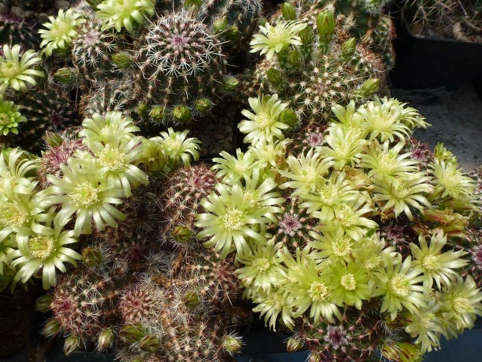 Seltene winterharte Echinocereen / Kakteen zu verkaufen in Sondershausen