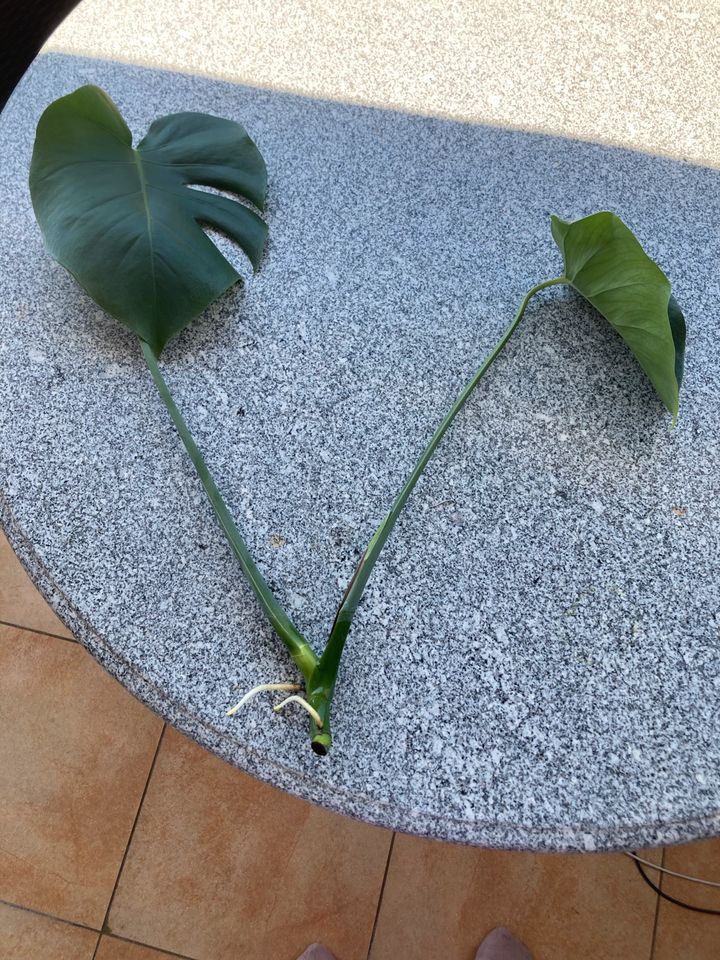 Monstera deliciosa Ableger (groß) in Berlin