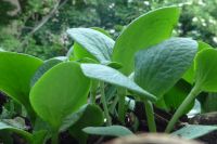 Kürbis Kürbispflanzen Hokkaido Pflanzen 15 cm Östliche Vorstadt - Steintor  Vorschau