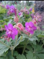 300 Storchenschnabel, Bodendecker, Blüte April - Juni Bayern - Simbach Vorschau