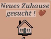 Neues Zuhause gesucht! ♡♡♡ Köln - Ehrenfeld Vorschau