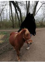 Pflegebeteiligung an Shetlandpony Nordrhein-Westfalen - Neuss Vorschau