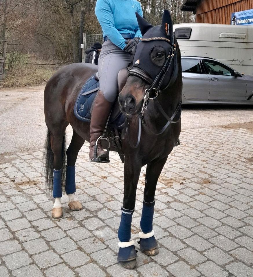 Reitbeteiligung (Pferd sucht Reiter) in Schorndorf