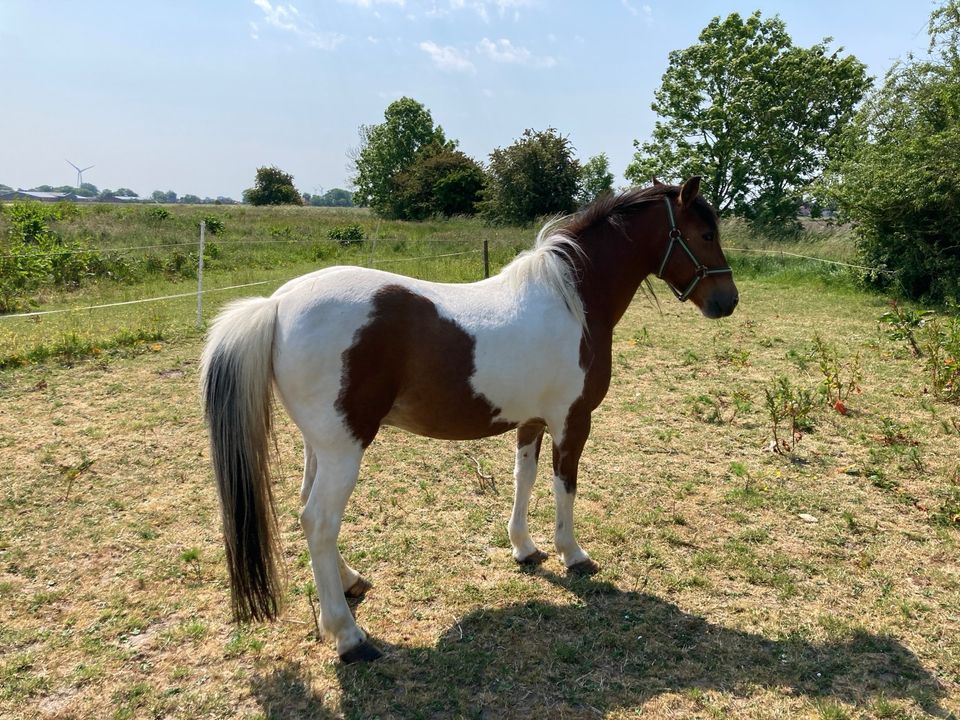 Ponys, Pferde, Welsh , Haflinger zu verkaufen in Wittmund